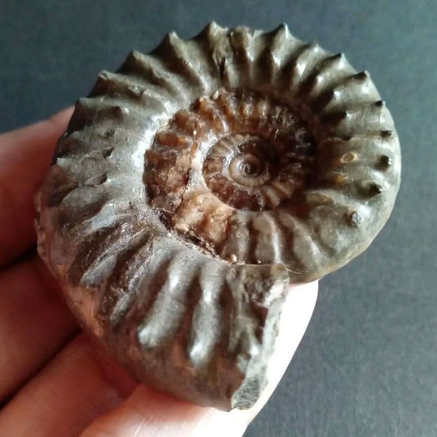 イギリス産　ジュラ紀　アンモナイト　刺々　希少種