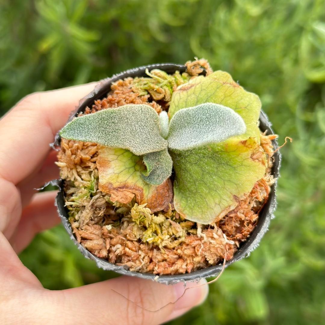 速達！！P.willinckii ’Asurada’ Sporeling 02