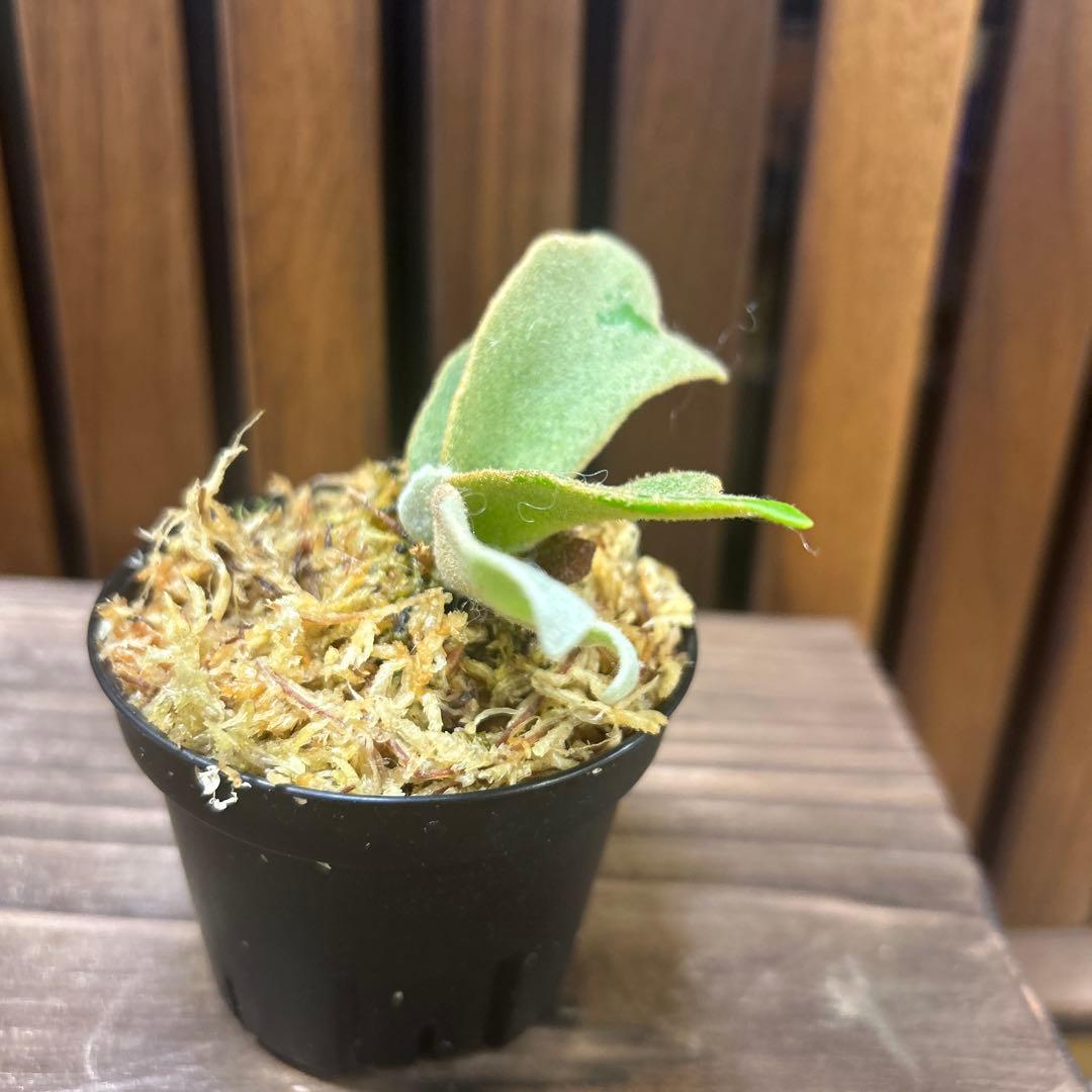 虎*介様 P. willinckii '金童'Golden boy sporel