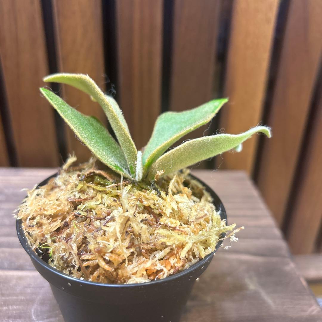 虎*介様 P. willinckii '金童'Golden boy sporel