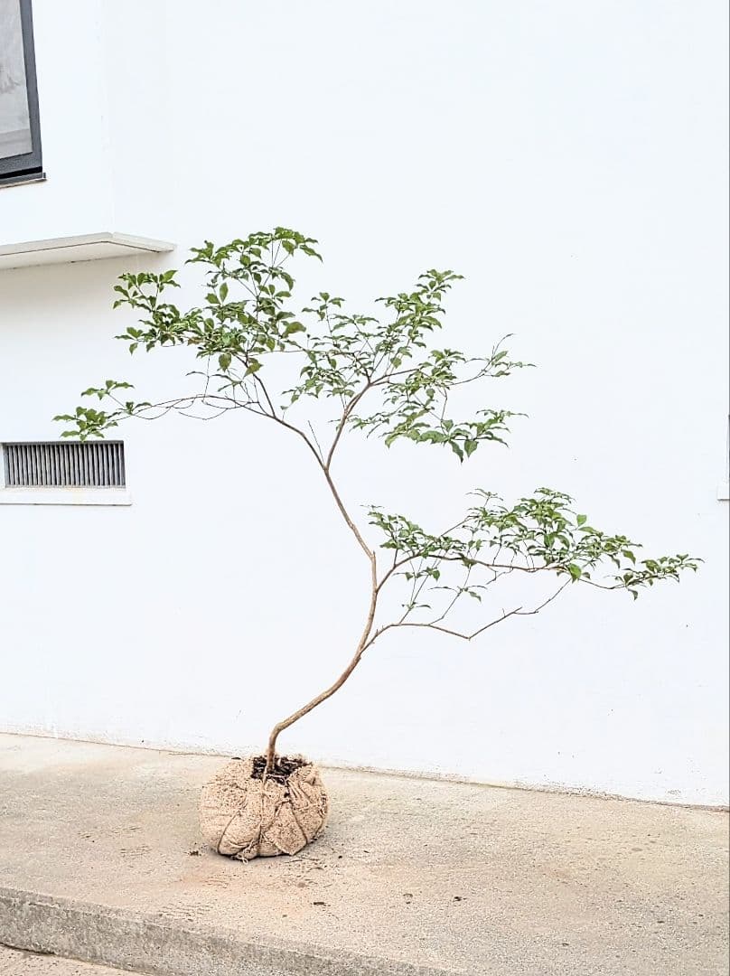 曲線美。山採りアセビ。