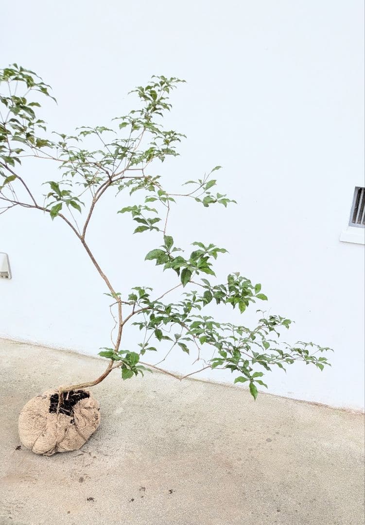 曲線美。山採りアセビ。