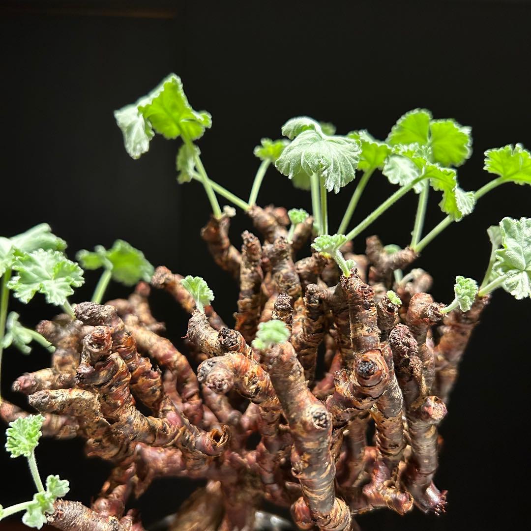 【haruharuさん専用】ペラルゴニウム　ミラビレ　現地株　発根済み