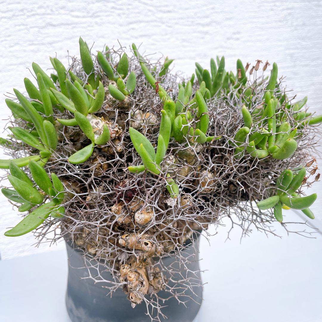 チレコドン　万物想　レティキュラータス　発根済 極美特大株 現地球