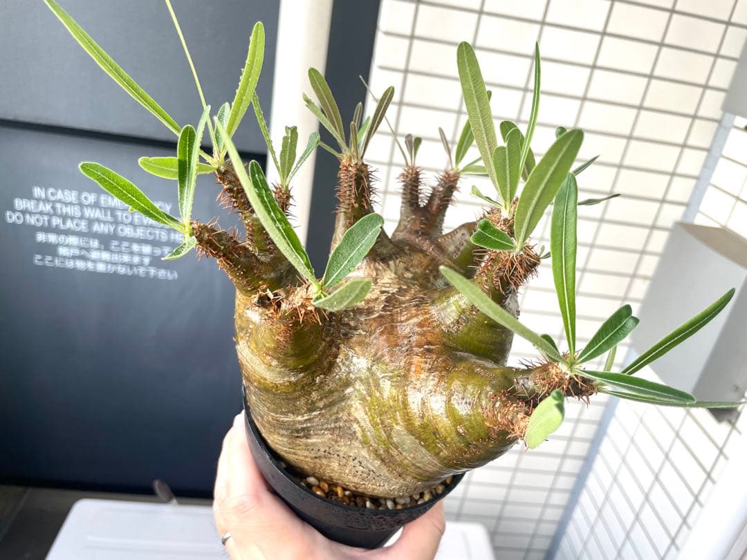 パキポディウム グラキリス