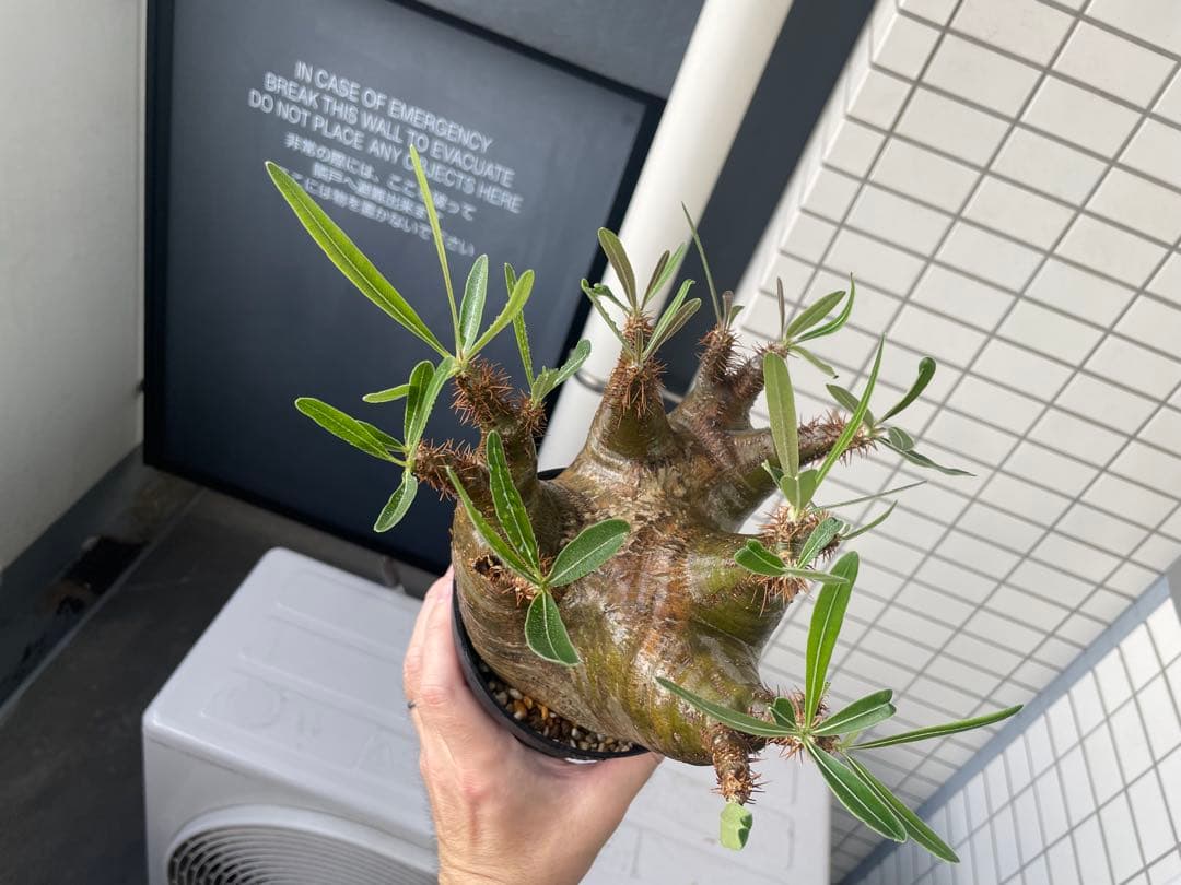 パキポディウム グラキリス