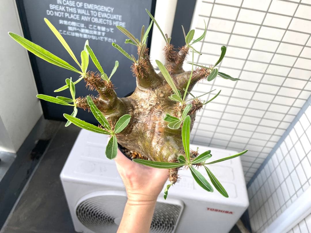 パキポディウム グラキリス