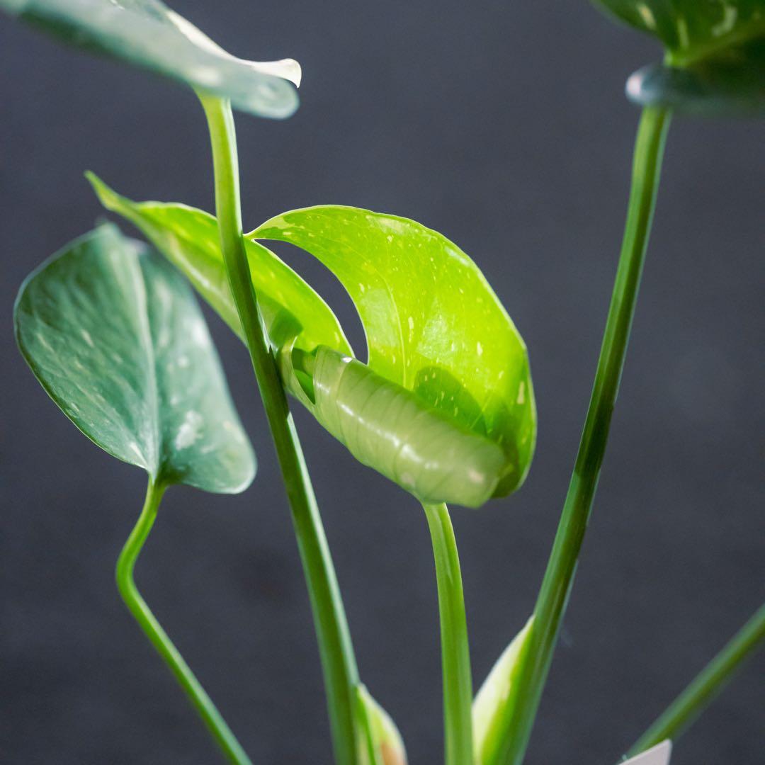 美斑 モンステラ タイコンステレーション クリームブリュレ 斑入り 鉢ごと