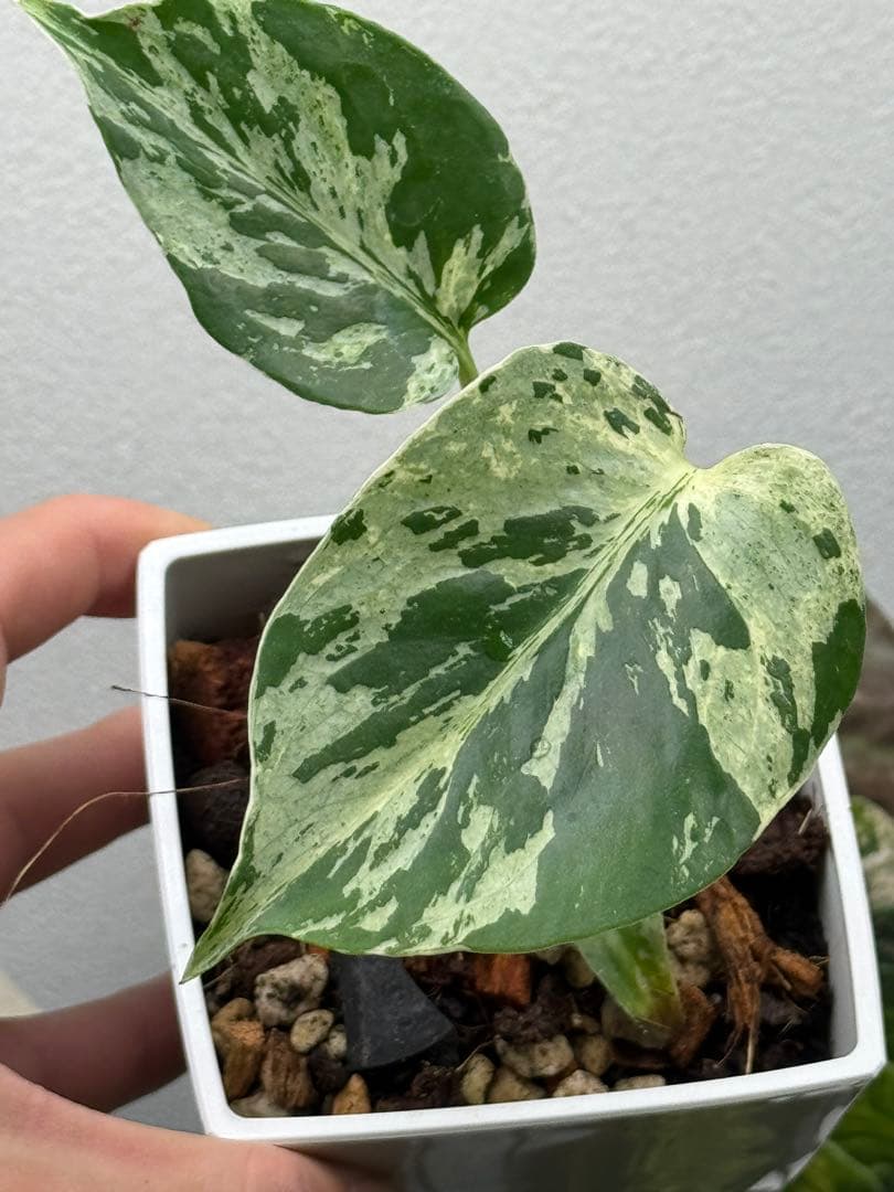 【早い者勝ち】モンステラ　デリシオーサ　ベトシオーサ 斑入り