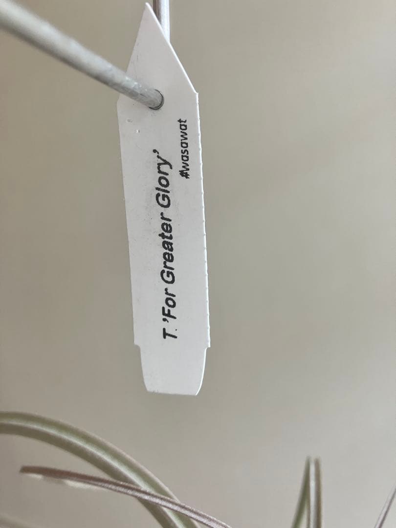 さ*ら様 希少 交配種 大株 フォーグレーターグローリー エアープランツ キセロ