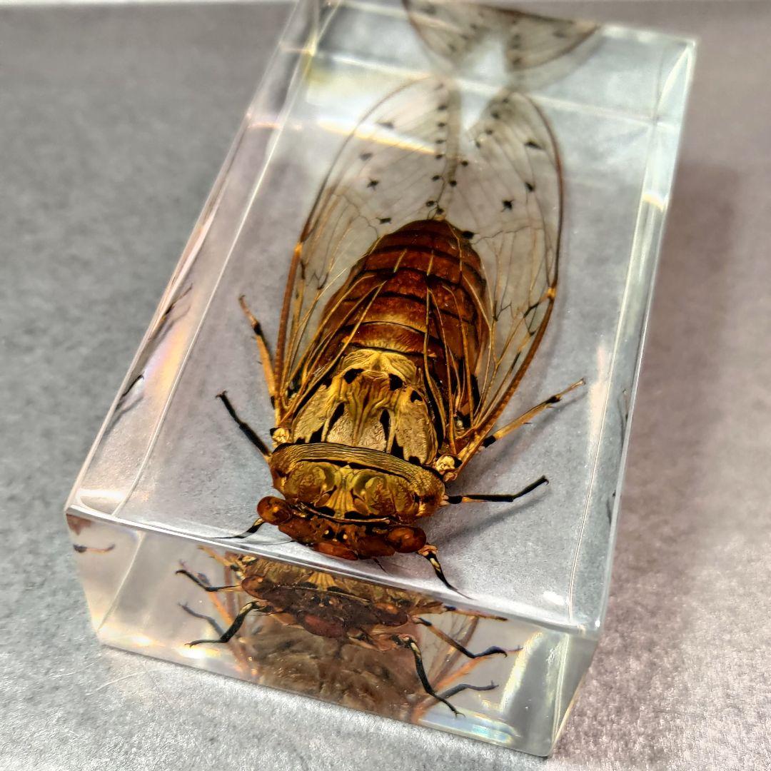 セミ レジン封入標本 テイオウゼミ