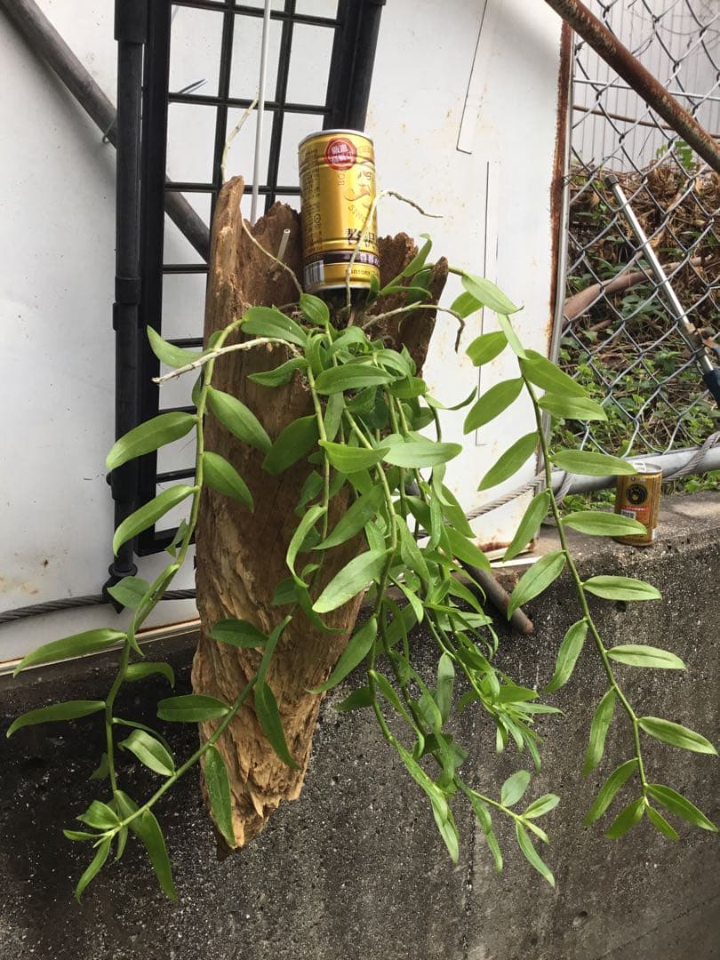 ピエラルディー