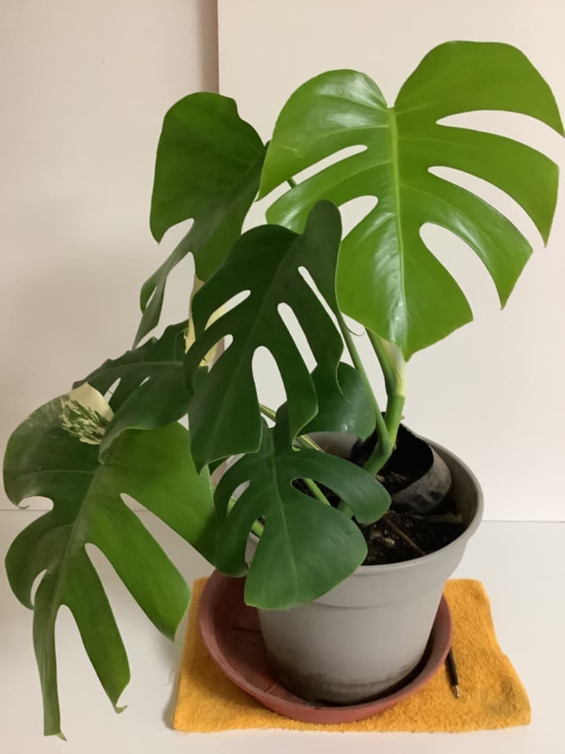 特大斑入りモンステラ（ボルシギアナ種）根上がり株【現品】: プラ鉢のまま発送