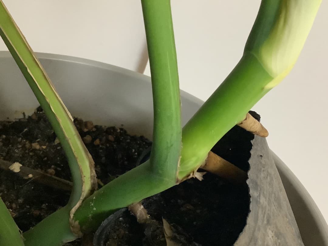 特大斑入りモンステラ（ボルシギアナ種）根上がり株【現品】: プラ鉢のまま発送