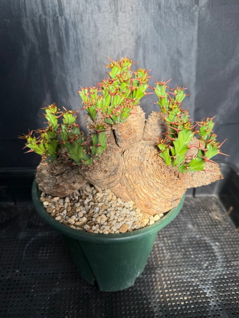 ③発根済み　ユーフォルビア　クラビゲラ