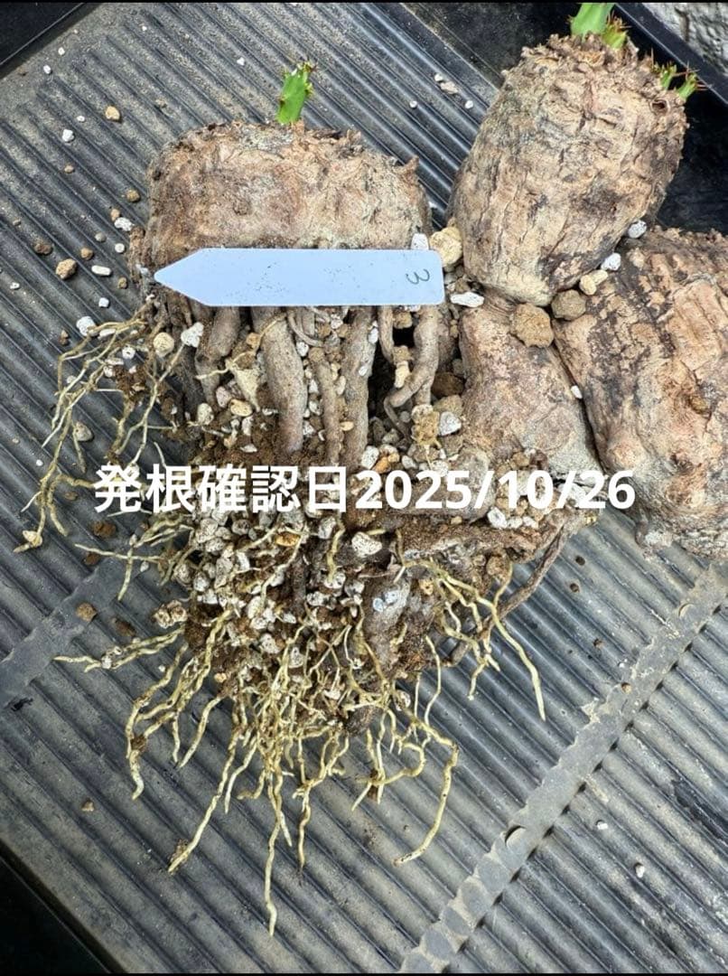 ③発根済み　ユーフォルビア　クラビゲラ