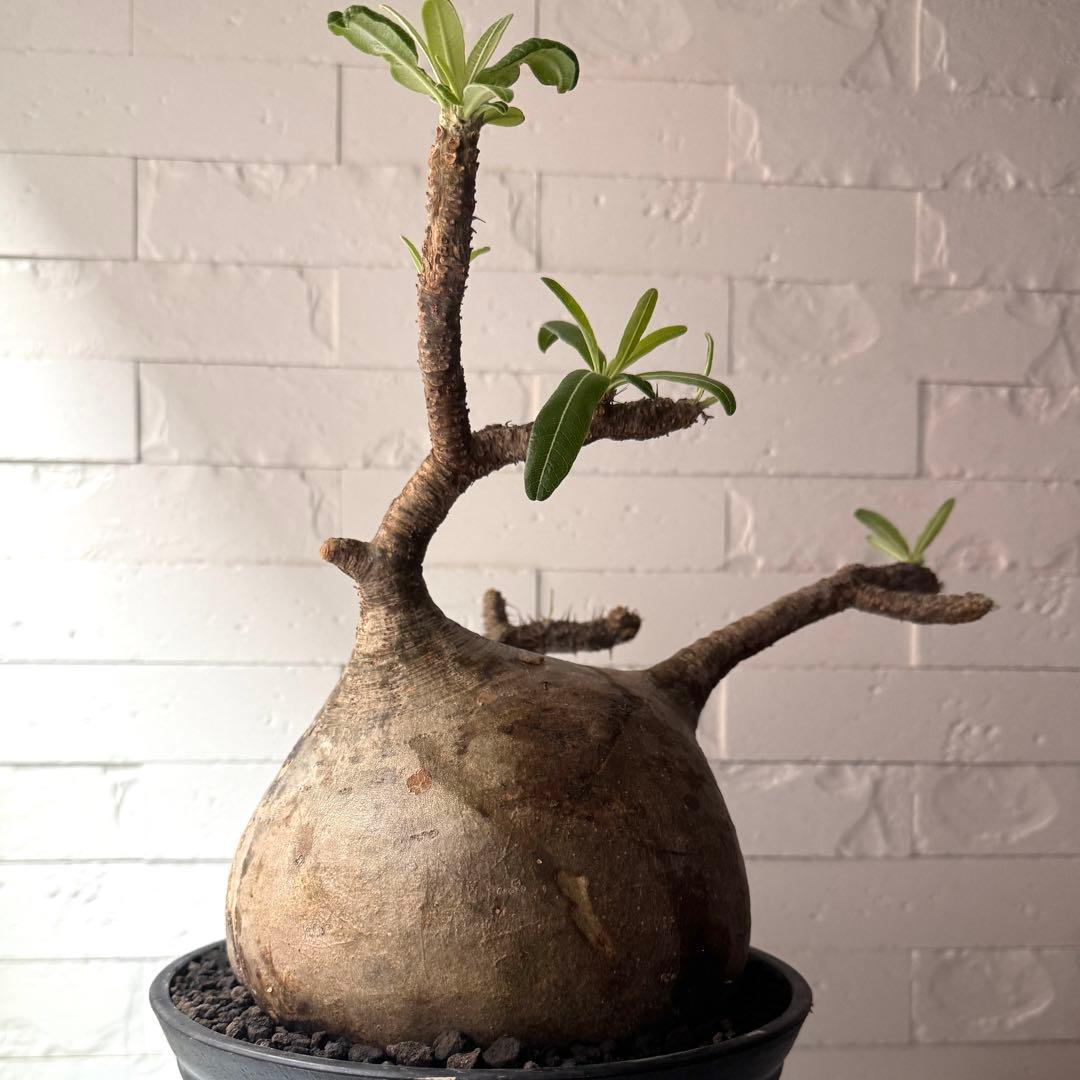 PG37 パキポディウム グラキリス 発根済 現地株