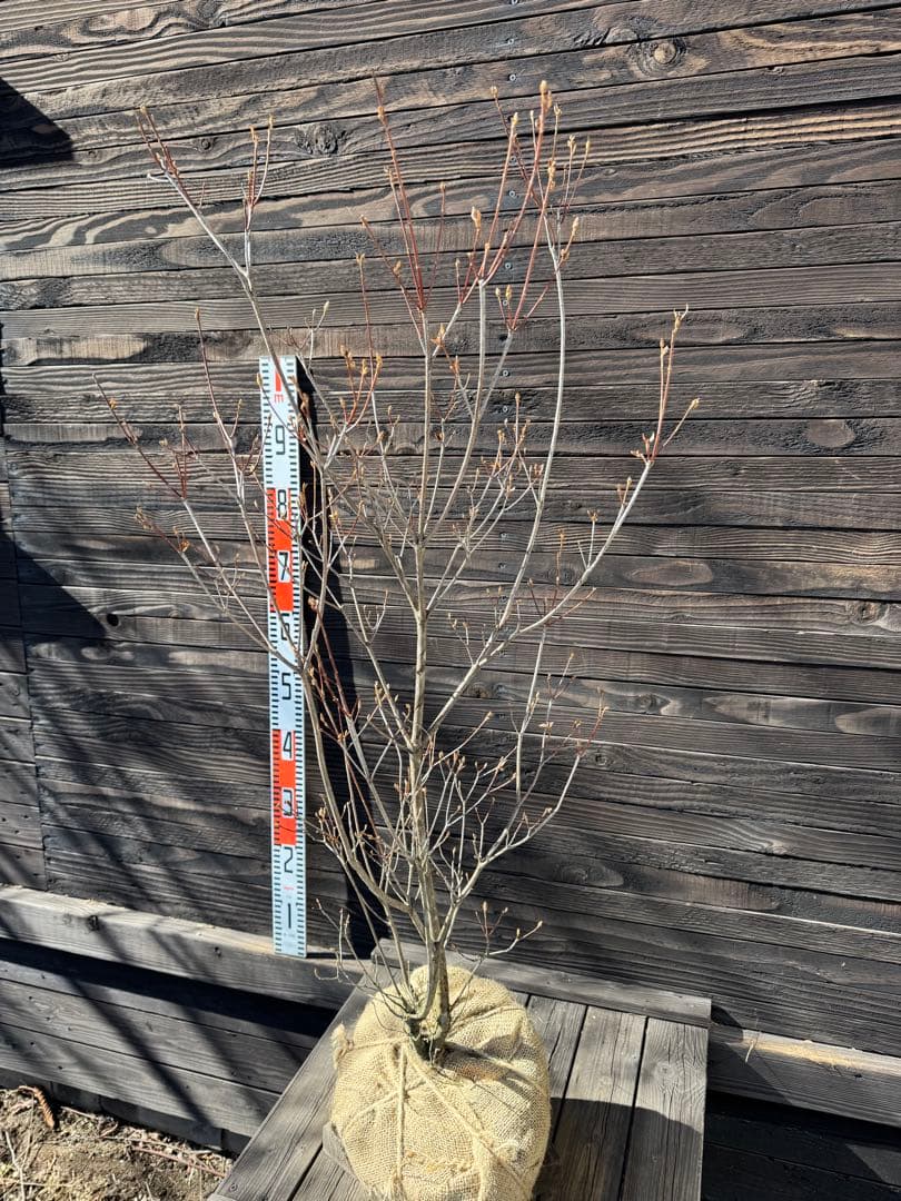 ミツバツツジ/株立ち【現品発送】管理80059