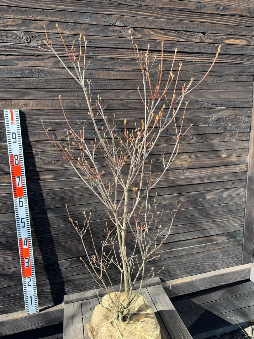 ミツバツツジ/株立ち【現品発送】管理80059