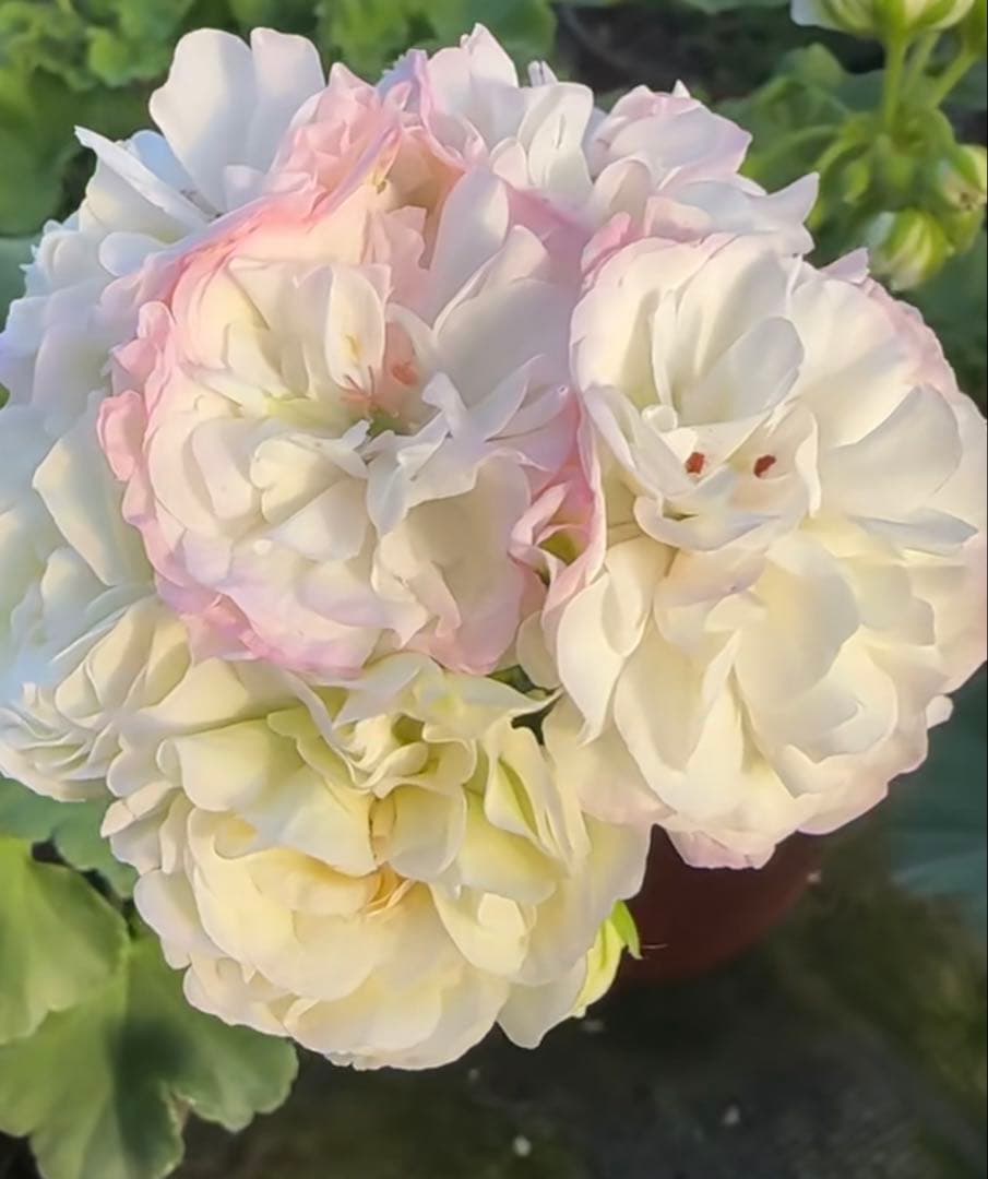 超珍しい品種ゼラニウム　日本初ゼラニウム苗　MT01