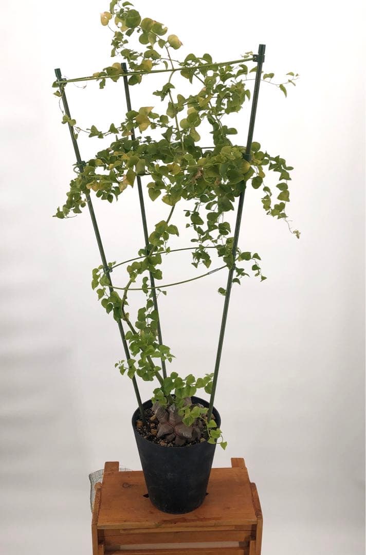 アフリカ亀甲竜　5号