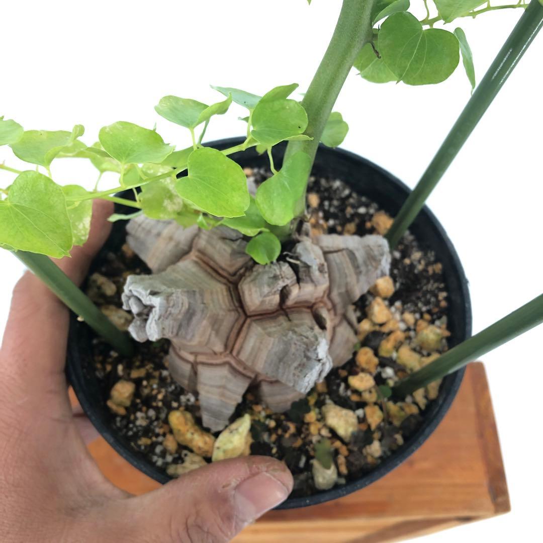 アフリカ亀甲竜　5号