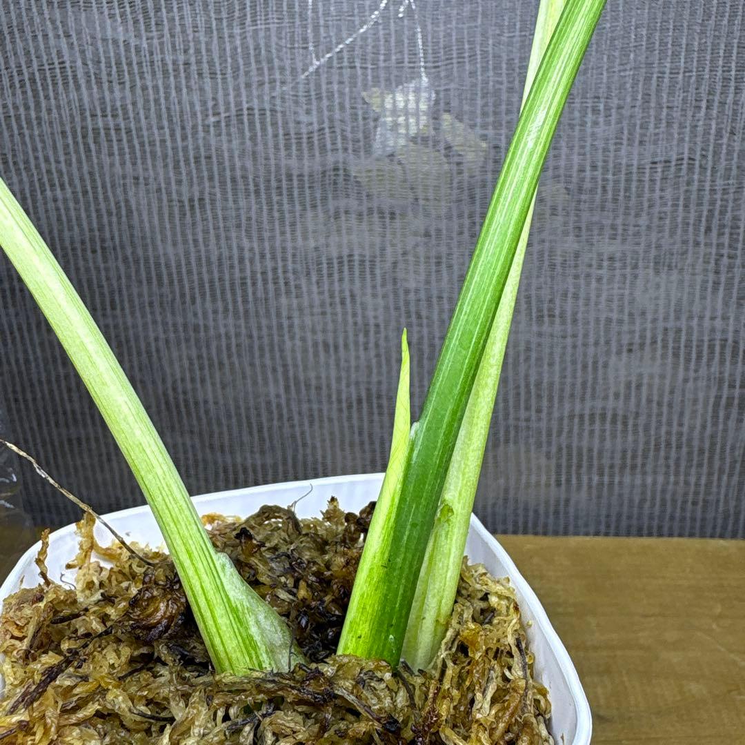 Z*e様 モンステラ　デリシオーサ　ミント