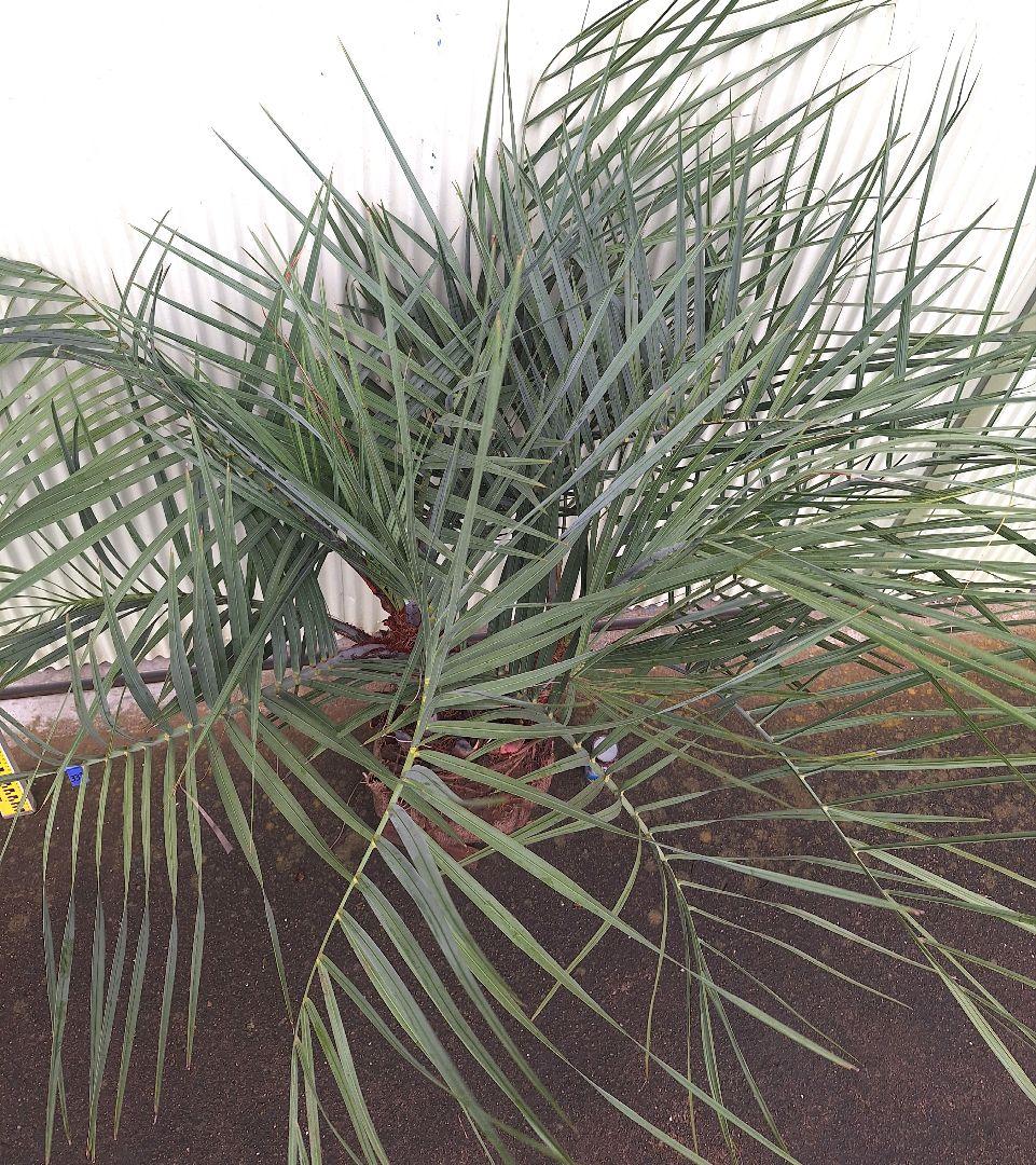 ココスヤシ　(339)　シルバーリーフ2株立ち