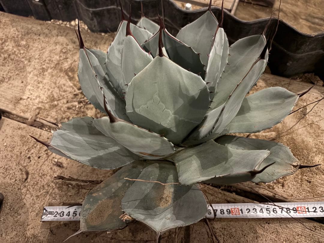 【美株40センチ超/300円スタート】トランカータ　パリー　吉祥天