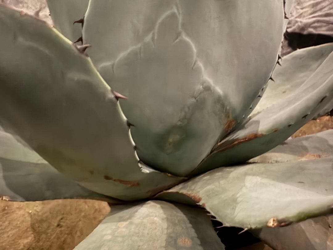 【美株40センチ超/300円スタート】トランカータ　パリー　吉祥天