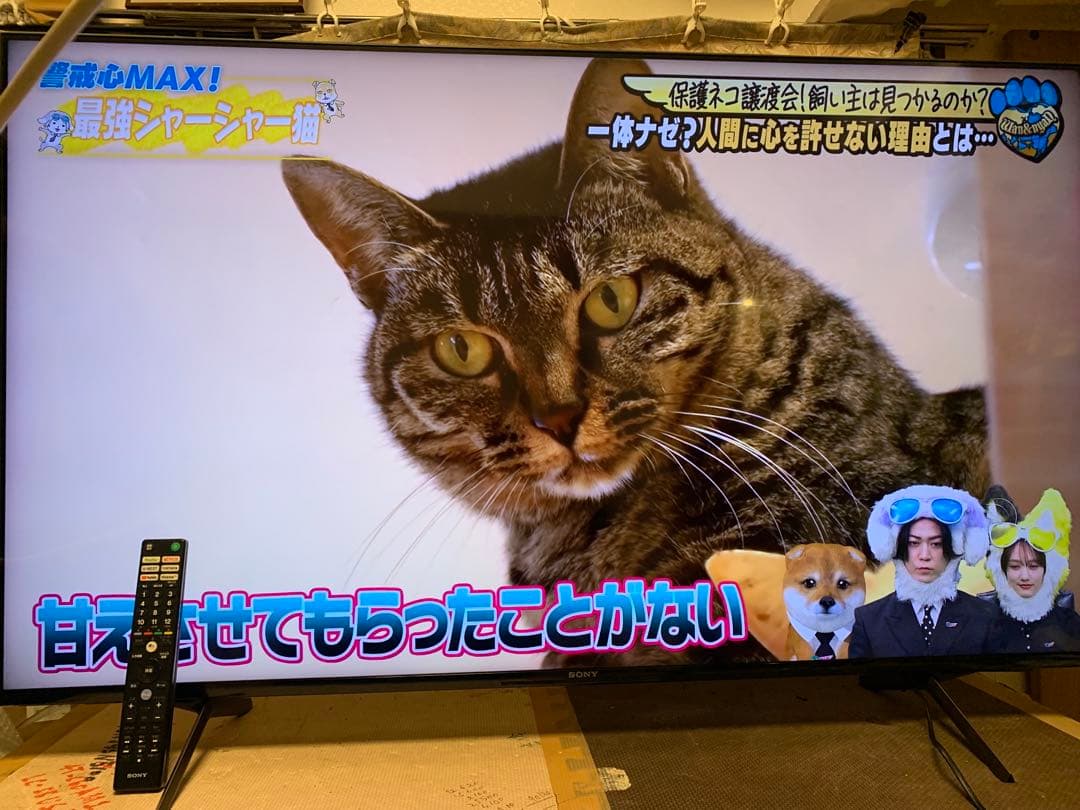 ソニー 55V型 4K 液晶 テレビ ブラビア XRJ-55X90J