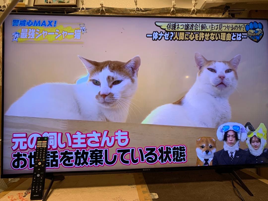 ソニー 55V型 4K 液晶 テレビ ブラビア XRJ-55X90J