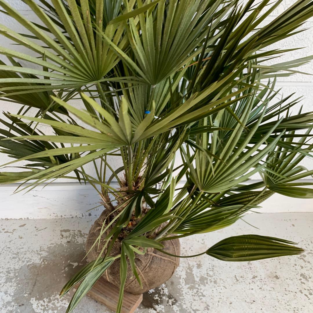 チャメロプス　大株　ドライガーデン　チャメロップス　耐寒性　アガベ 73