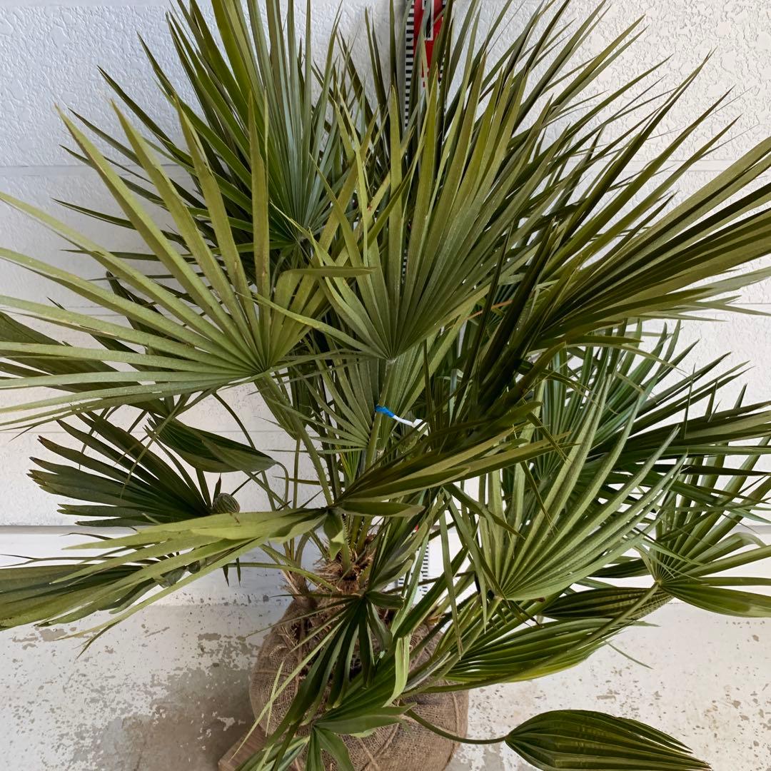 チャメロプス　大株　ドライガーデン　チャメロップス　耐寒性　アガベ 73