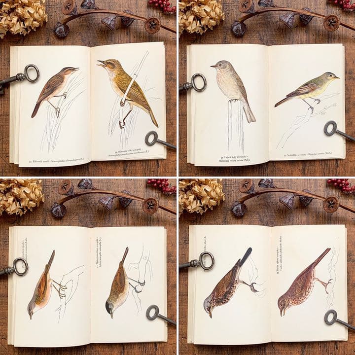 [素朴で美しい鳥の絵]チェコの古い鳥類図鑑(1941年)/ヴィンテージ 雰囲気◎