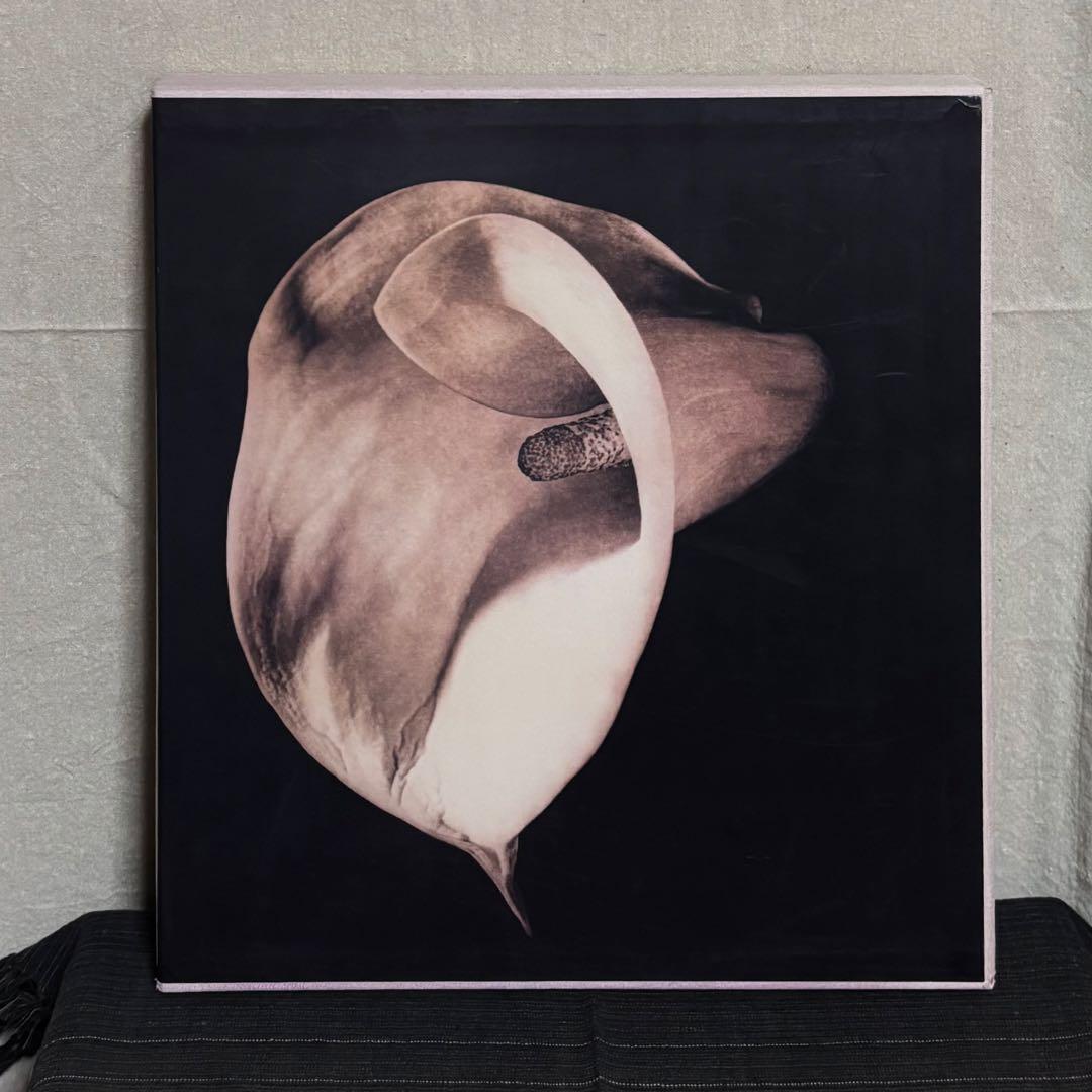 【希少】Pistils Robert Mapplethorpe 写真集