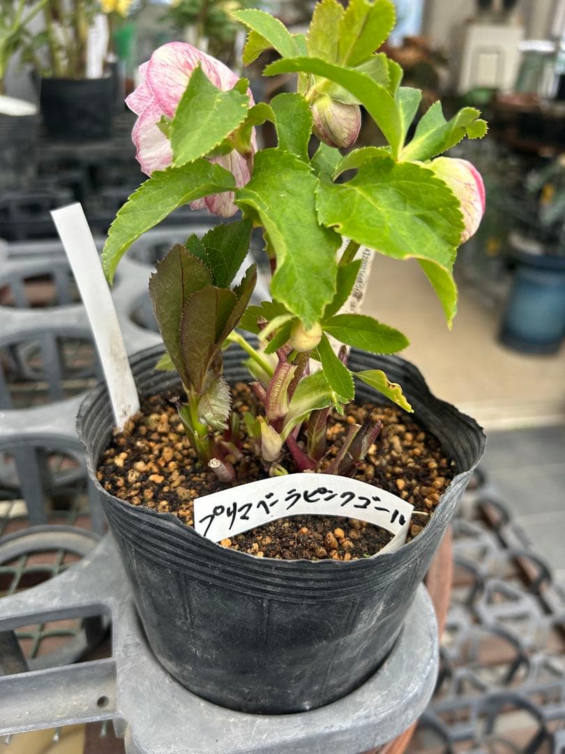 加藤農園 プリマヴェーラピンクゴールド クリスマスローズ同梱可能