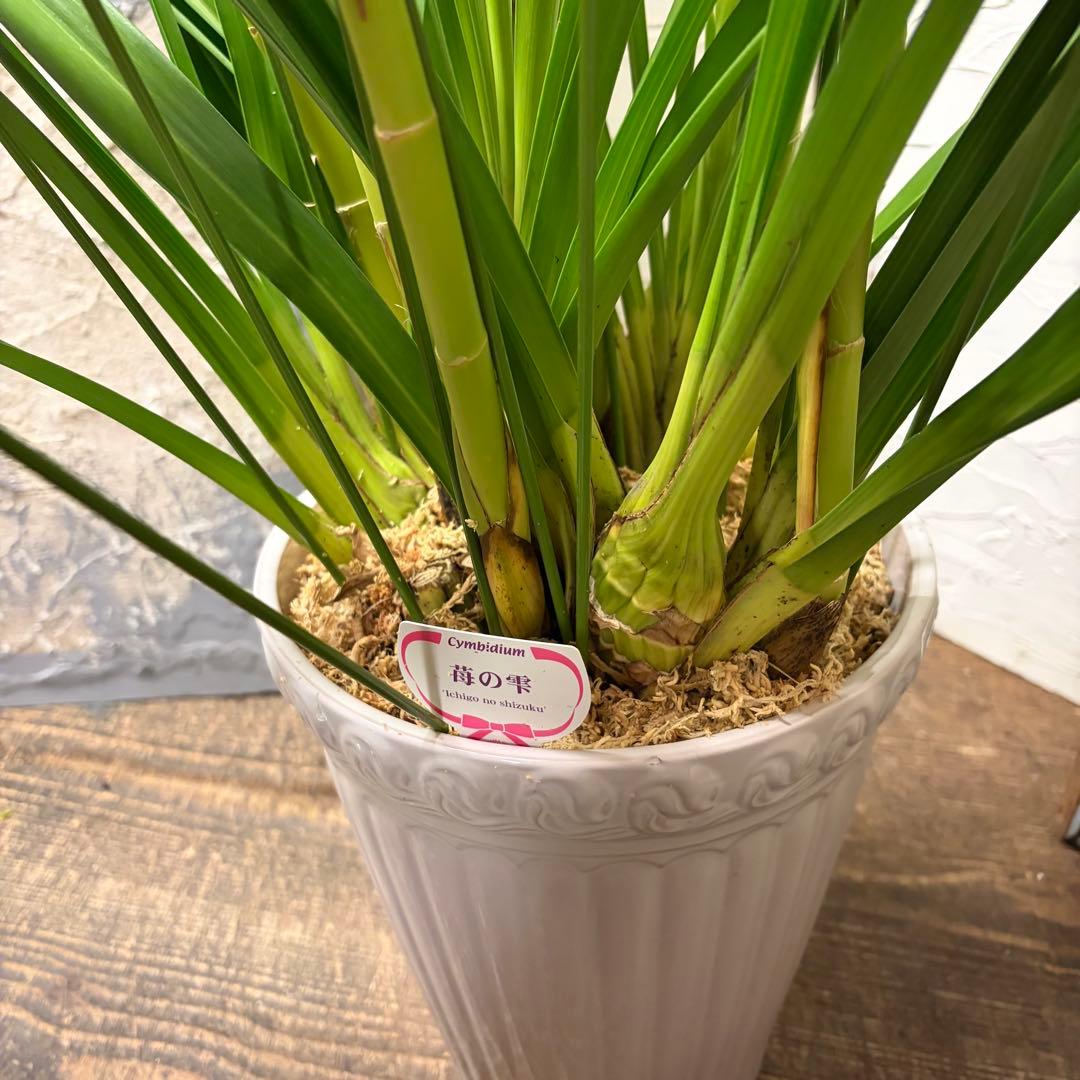 s*a様 【特選】　シンビジューム　苺の雫　アーチ 7寸6本立ち