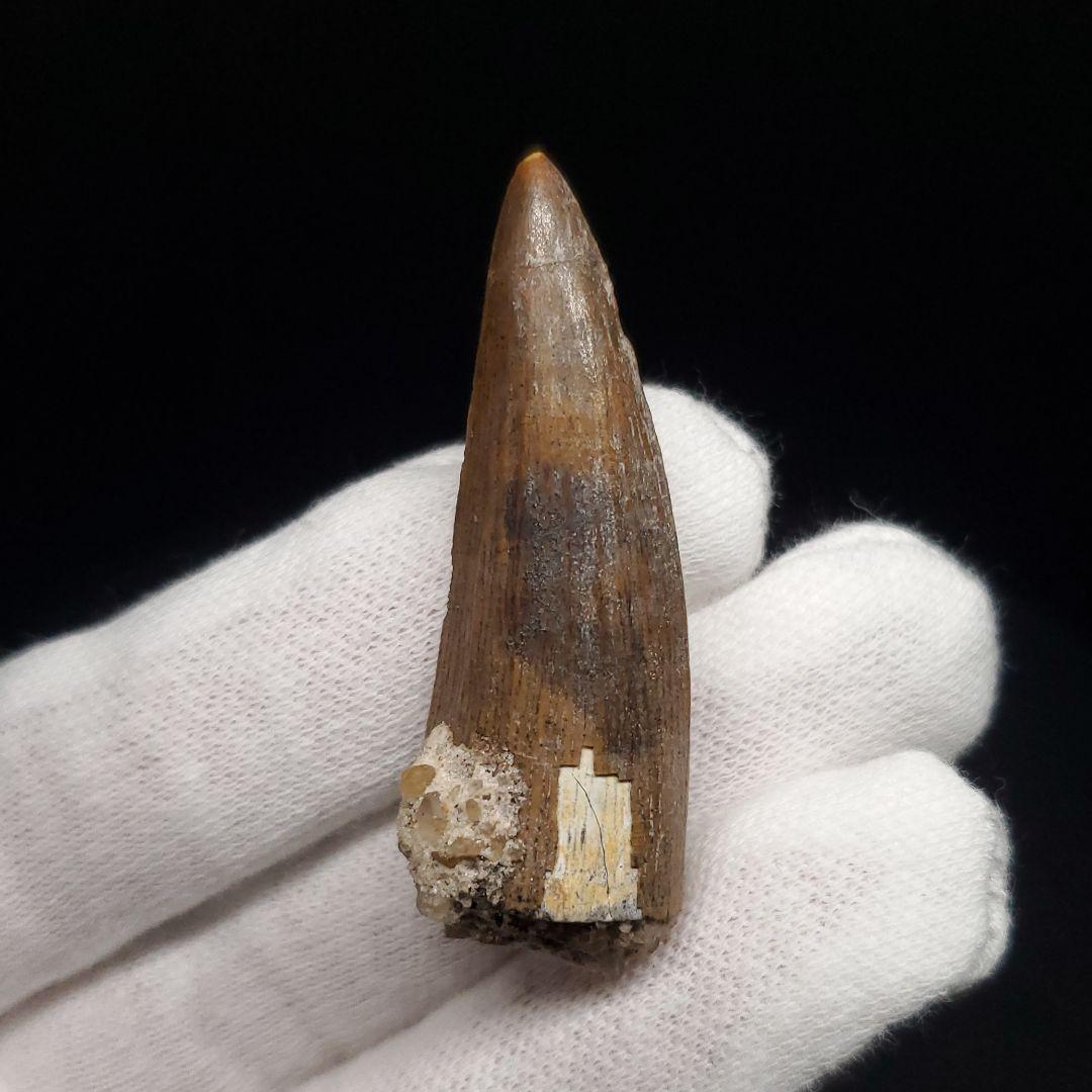 希少 スコミムス 化石 本物 二ジェール産 45.21mm fr145