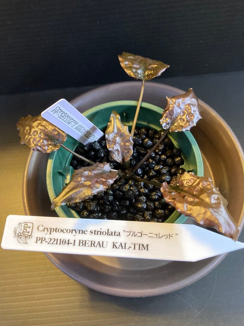 クリプトコリネ　ブルゴーニュレッド　正規タグ付き