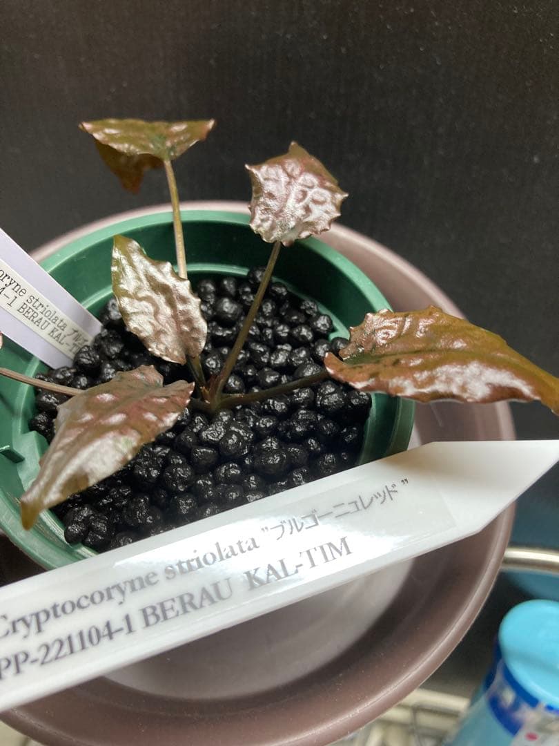 クリプトコリネ　ブルゴーニュレッド　正規タグ付き