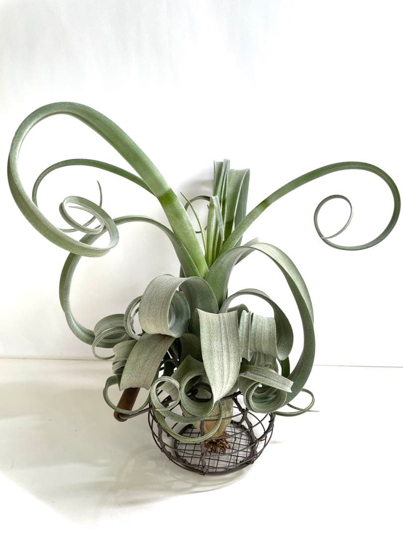 チランジア　カーリースリム　大きめ　希少　エアプランツ