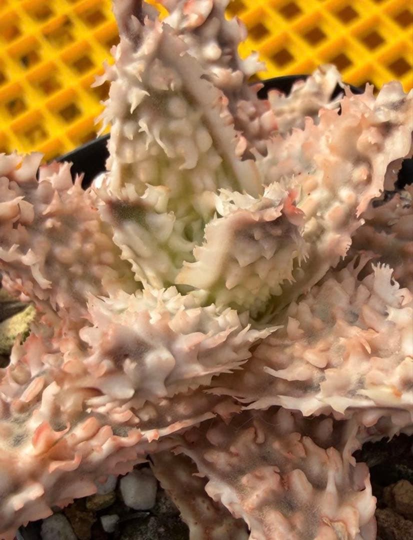 まとめセットアロエ　ハイブリッド　Aloe hybrid 第四種　Fe−4