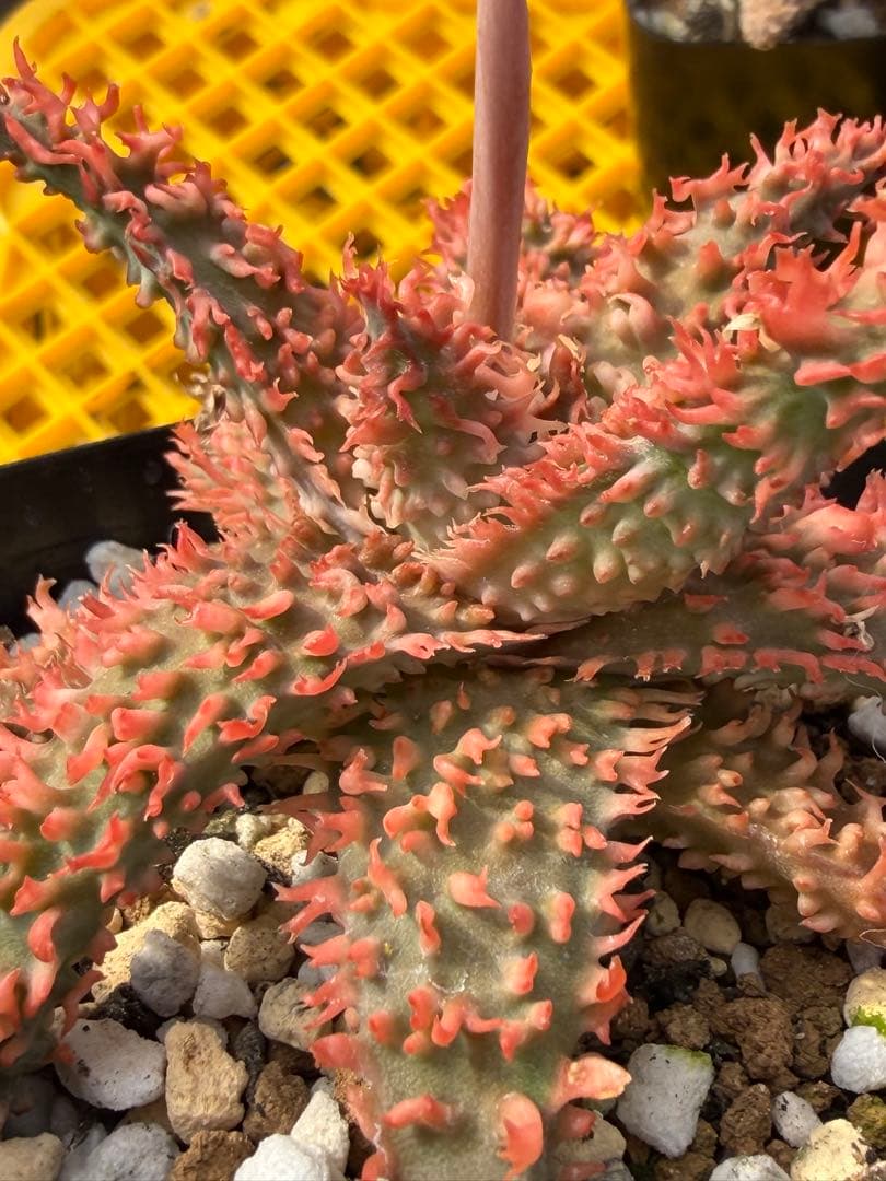 まとめセットアロエ　ハイブリッド　Aloe hybrid 第四種　Fe−4