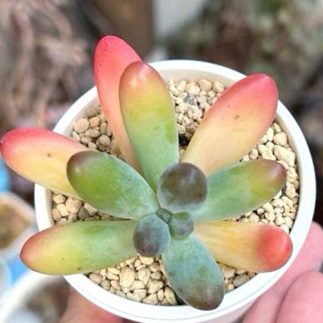 ❣️ファットスター❣️現品 エケベリア 寄せ植え 多肉弁当 多肉植物