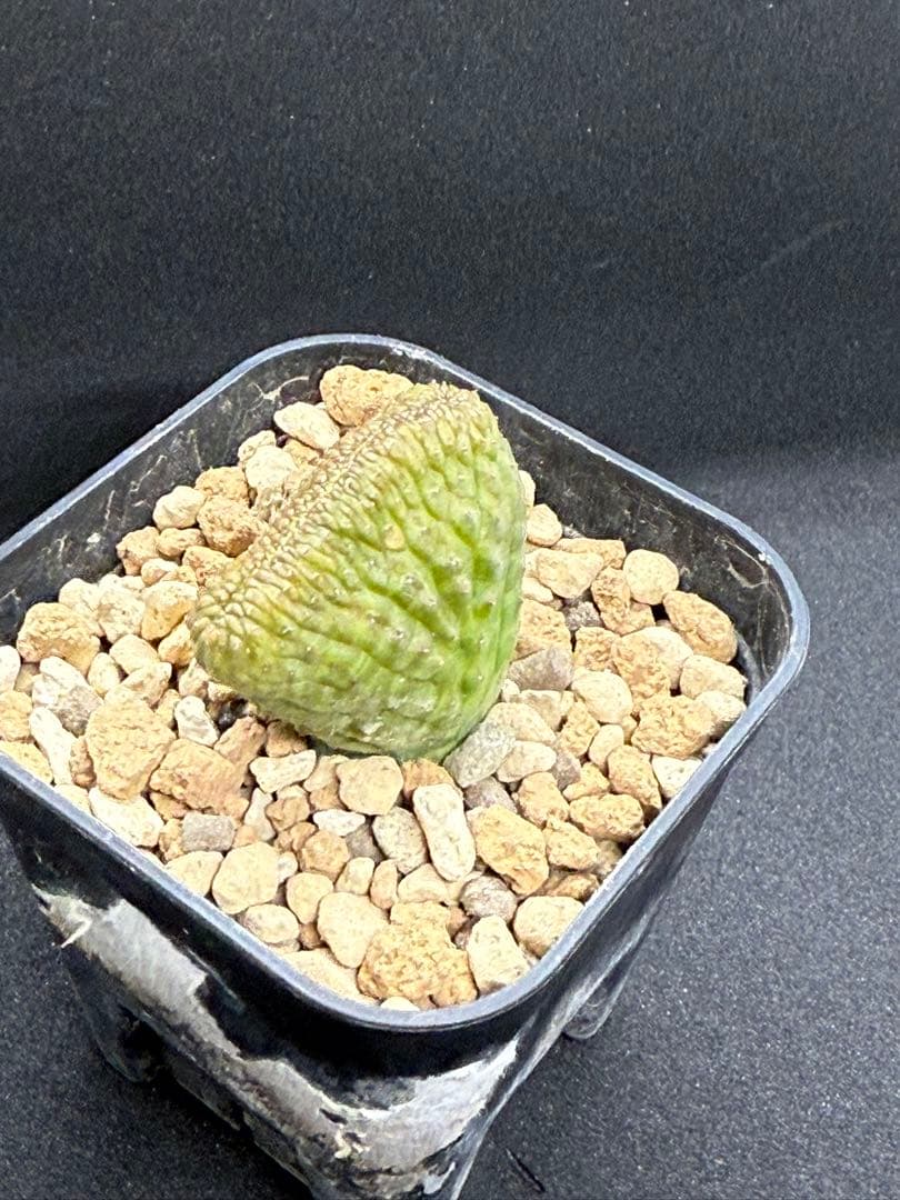 ユーフォルビア　オベサ　モンスト　綴化