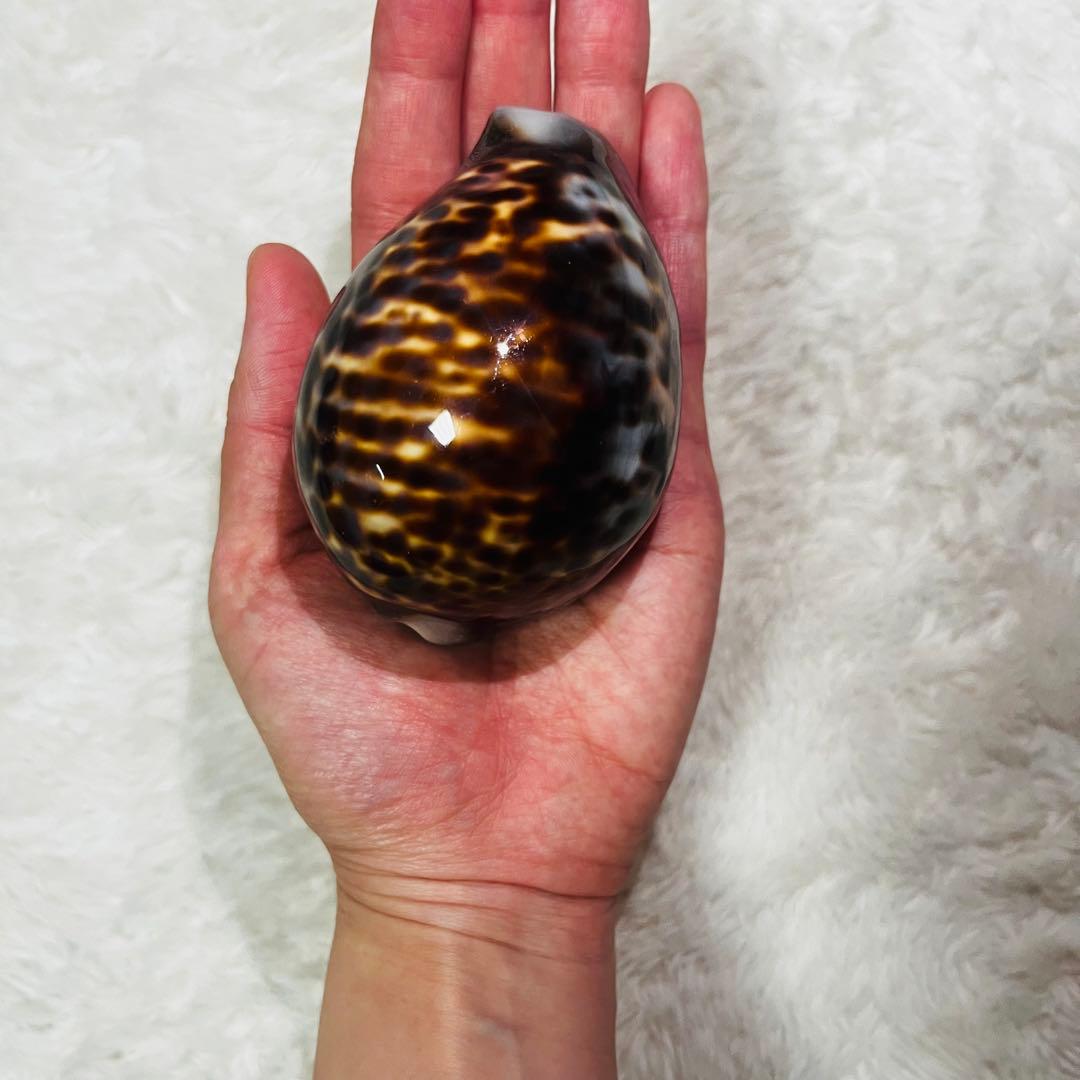 希少！特大沖縄県天然星宝貝（ホシダカラ）