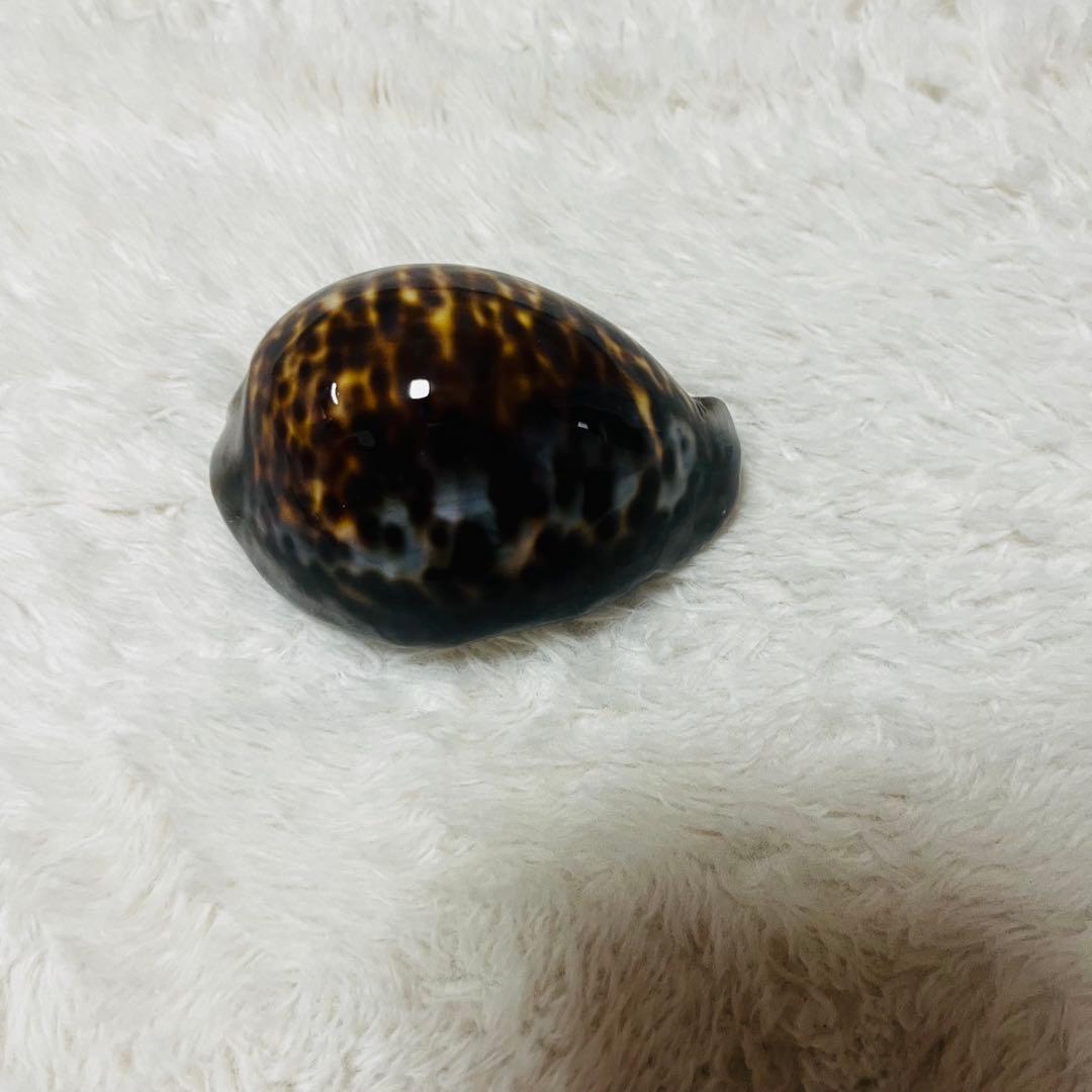 希少！特大沖縄県天然星宝貝（ホシダカラ）