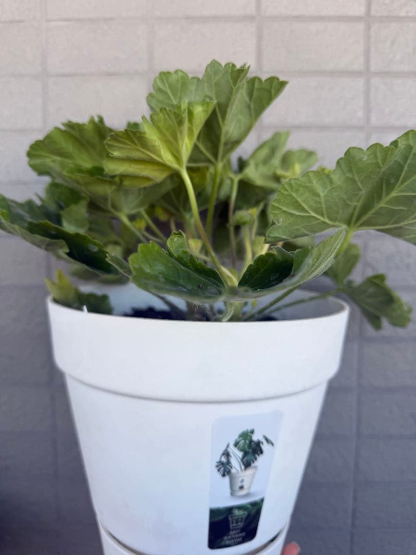 同捆珍しいゼラニウム大苗