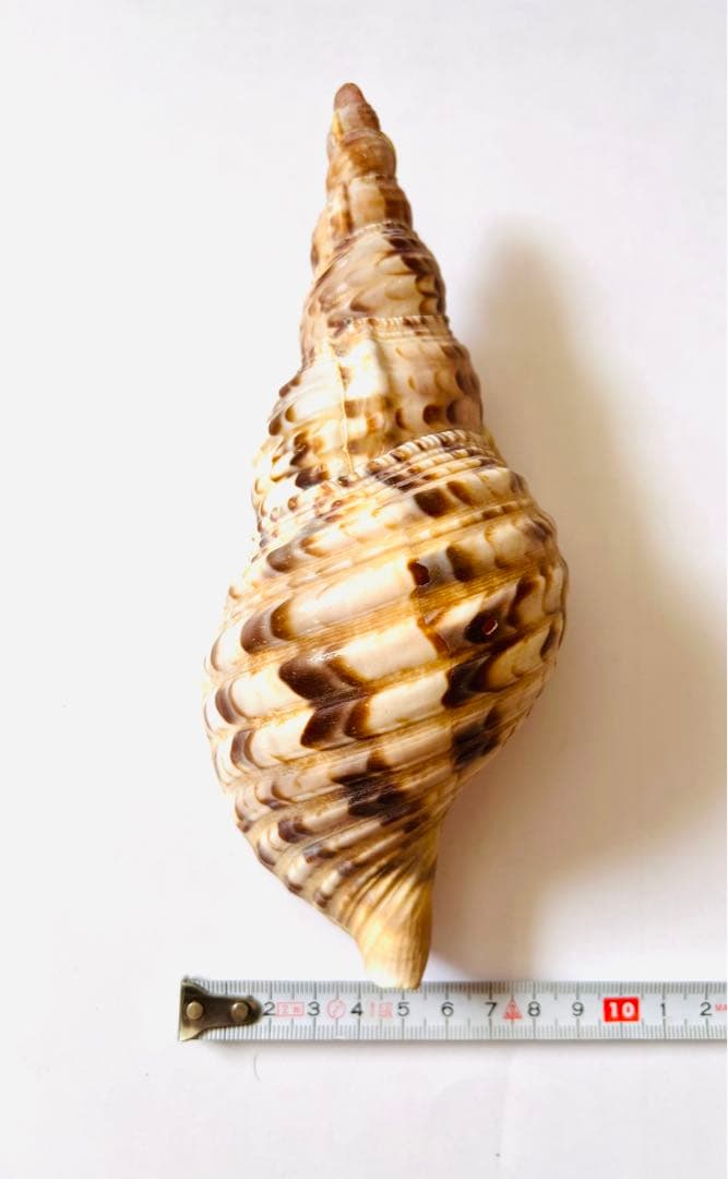 【希少】【送料込】天然ホラ貝　法螺貝　20センチ　インテリア　置物